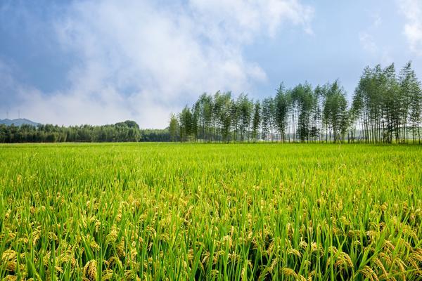 农业银行贷款进度查询指南|实用技巧|在线方式 图1